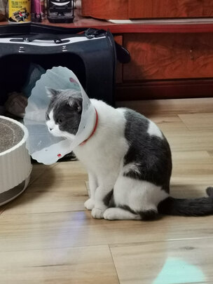 猫项圈