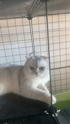膨润土猫砂