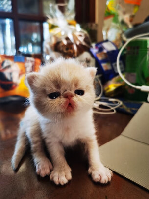 膨润土猫砂