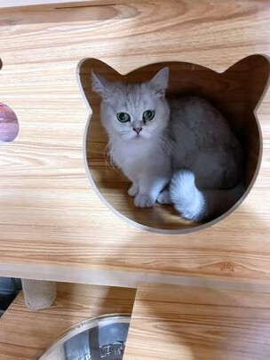 猫爬架