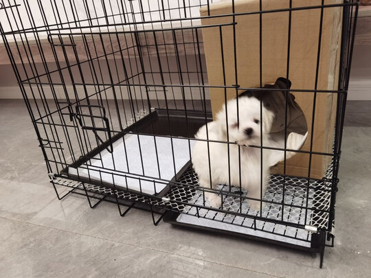 狗笼