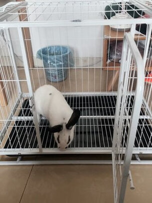 狗笼