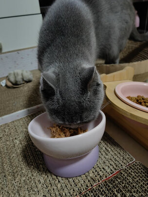 猫碗狗碗