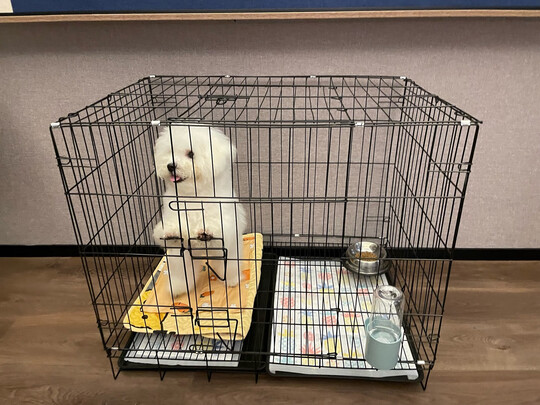  狗笼