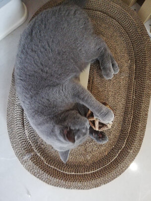 逗猫棒