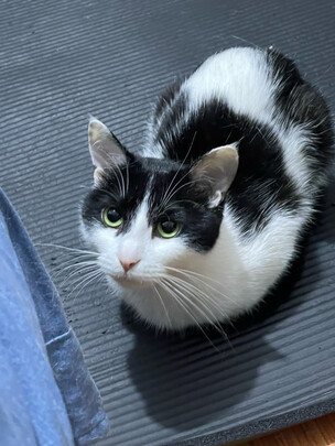 猫零食