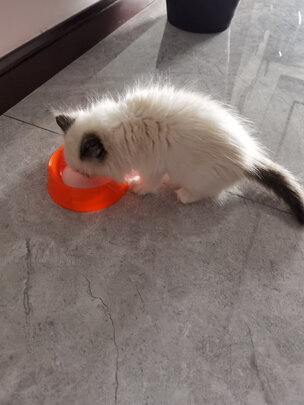 猫砂铲