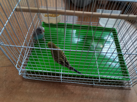 鸟笼