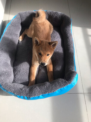 猫窝