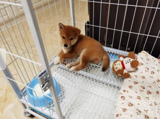  狗笼