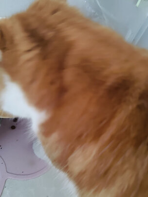 猫粮罐头