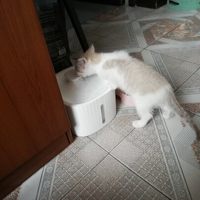 宠物饮水机
