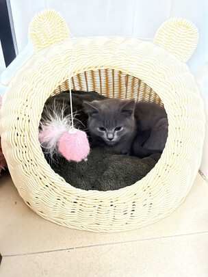 猫窝