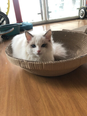 猫窝