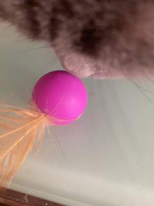 逗猫玩具