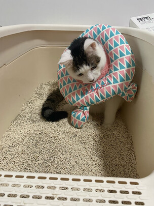 膨润土猫砂