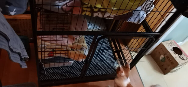 猫笼