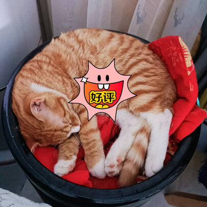 猫粮