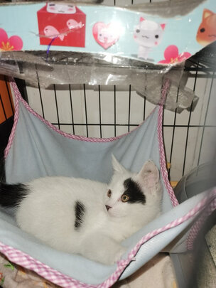 豆腐猫砂