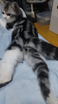 猫砂铲