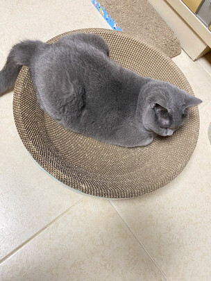 猫窝