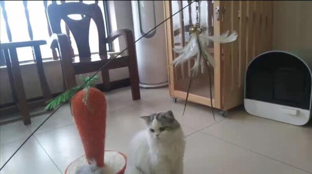 猫砂盆