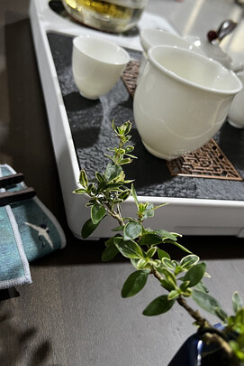 功夫茶具|用户揭秘尚言坊白显屏电热炉一体茶盘+竹把润圆提梁壶+岩香侧把壶10入+兰亭茶巾+黑檀直茶夹+茶盘刮功夫茶具好吗,入手解密评测真相