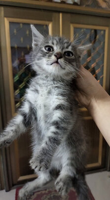 猫砂盆