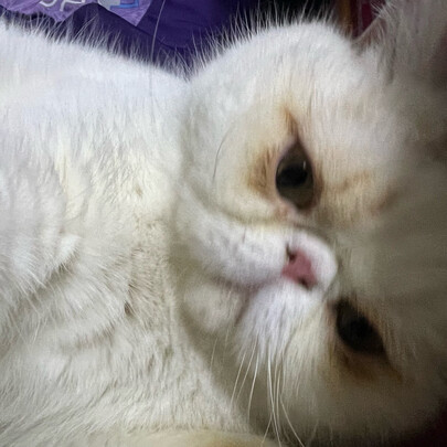 猫粮罐头