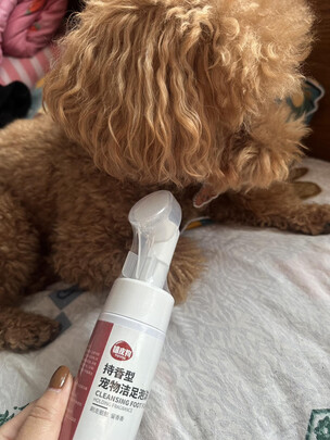 宠物免洗泡沫