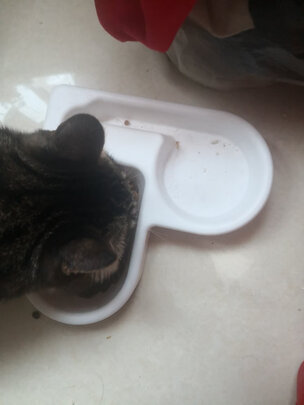 猫冻干