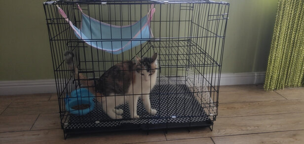猫笼
