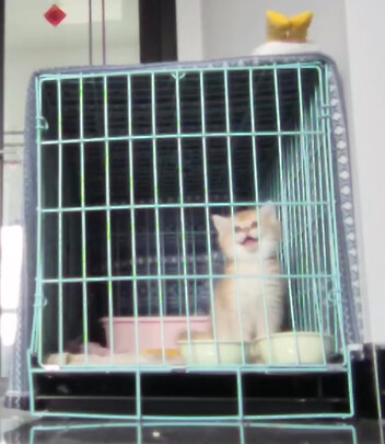 逗猫玩具