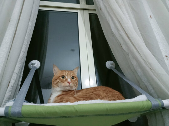 猫窝
