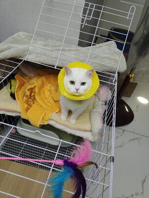 猫笼