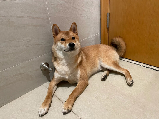 狗粮