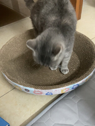 猫窝