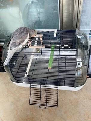 鸟笼