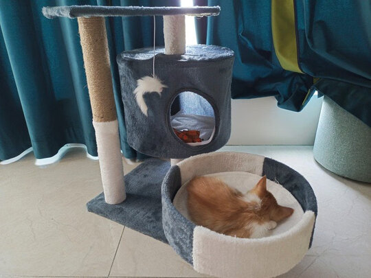 猫爬架