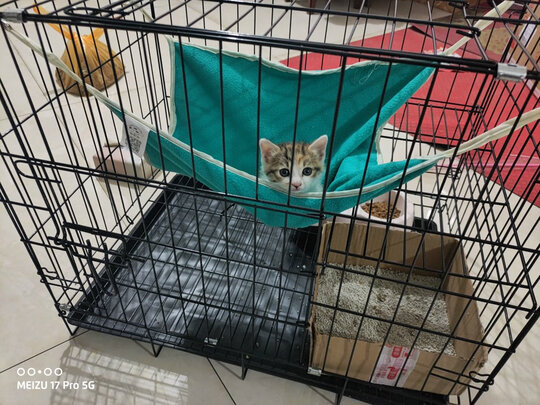  猫笼