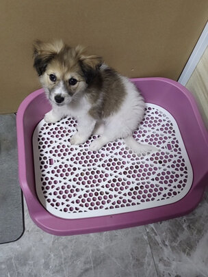狗厕所