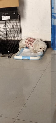 狗厕所