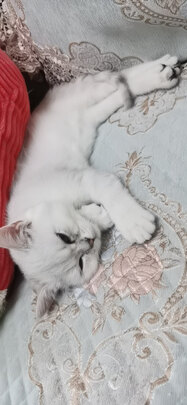 猫项圈