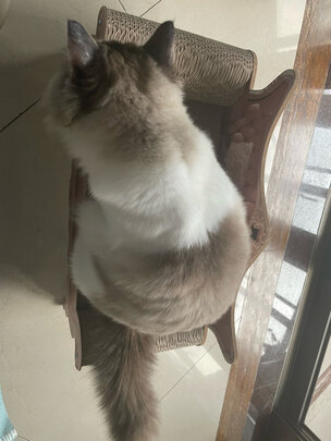 猫窝