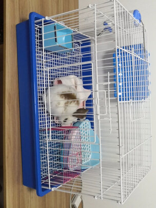 兔笼子