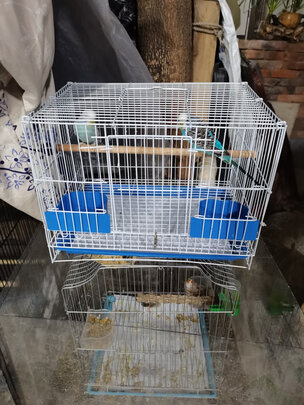 鸟笼