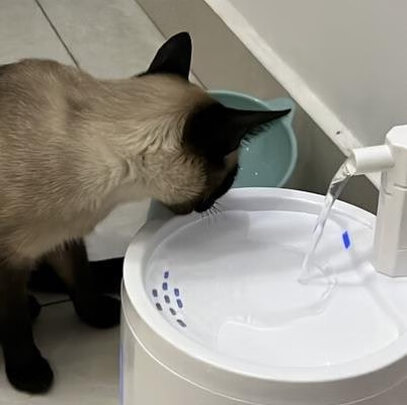 宠物饮水机