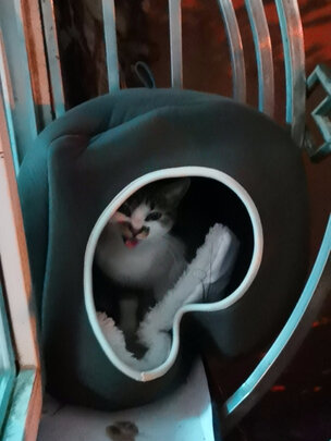 狗窝