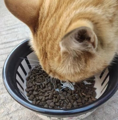 猫粮