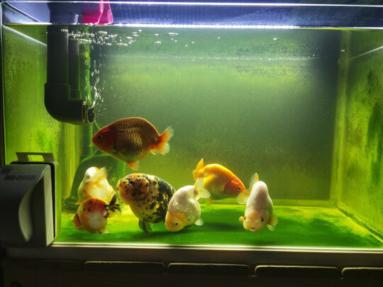 鱼缸净水剂